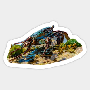 Sally Lightfoot Crab Sticker